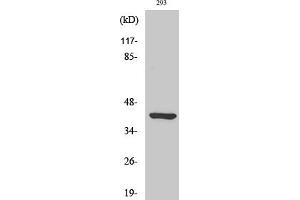 Western Blot analysis of various cells using Ethanolamine kinase 2 Polyclonal Antibody.