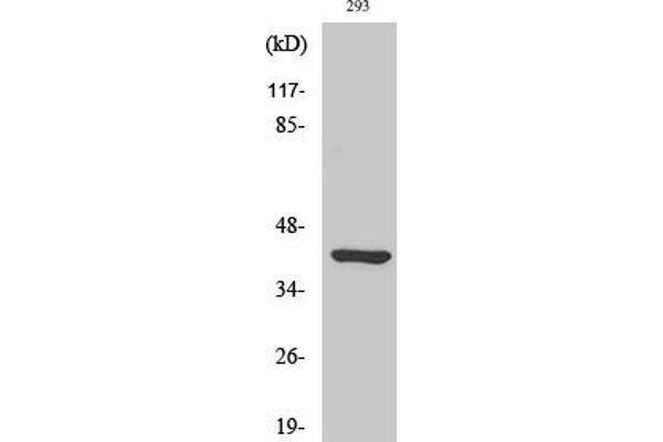 Ethanolamine Kinase 2 anticorps  (AA 30-110)