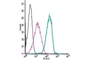 Cell surface detection of Neuroplastin by indirect flow cytometry in live intact human THP-1 monocytic leukemia cells: (black line) Cells.