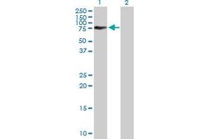 Western Blot analysis of ACBD3 expression in transfected 293T cell line by ACBD3 MaxPab polyclonal antibody. (ACBD3 anticorps  (AA 1-528))