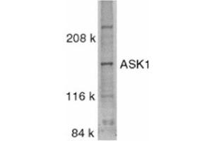 Image no. 1 for anti-Mitogen-Activated Protein Kinase Kinase Kinase 5 (MAP3K5) (C-Term) antibody (ABIN318975) (ASK1 anticorps  (C-Term))