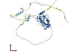 AlphaFold protein structure predicition of Human Recombinant REXO4 Protein, UniprotID Q9GZR2
