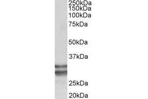 Western Blotting (WB) image for anti-Kruppel-Like Factor 13 (KLF13) (Internal Region) antibody (ABIN2465028) (KLF13 anticorps  (Internal Region))