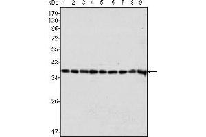 Western blot analysis using GAPDH mouse mAb against Hela (1), A549 (2), A431 (3), MCF-7 (4), K562 (5), Jurkat (6), HL60 (7), SKN-SH (8) and SKBR-3 (9) cell lysate. (GAPDH anticorps)