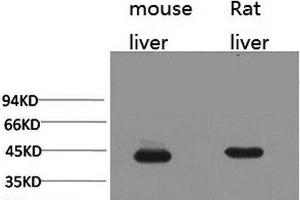 Western Blot analysis of 1) Mouse liver, 2) Rat liver with HAO1 Monoclonal Antibody. (HAO1 anticorps)