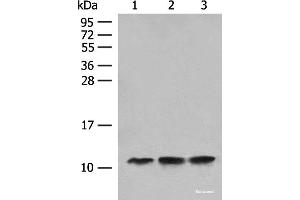Western blot analysis of Human fetal liver tissue Hela cell HEPG2 cell lysates using ATP5L Polyclonal Antibody at dilution of 1:500 (ATP5L anticorps)