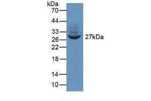 Figure. (TWF1 anticorps  (AA 1-252))