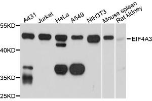Western blot analysis of extracts of various cell lines, using EIF4A3 antibody. (EIF4A3 anticorps)