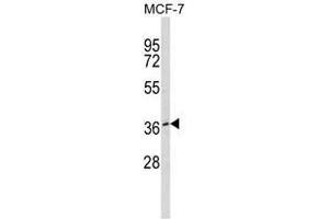 Western blot analysis of BMI1 Antibody in MDA-MB231 cell line lysates (35ug/lane). (BMI1 anticorps)