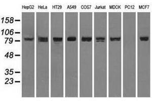 Image no. 6 for anti-Signal Transducer and Activator of Transcription 1, 91kDa (STAT1) antibody (ABIN1501169) (STAT1 anticorps)