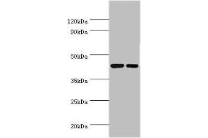 Western blot All lanes: Cyclic AMP-responsive element-binding protein 3 antibody at 6 μg/mL Lane 1: Jurkat whole cell lysate Lane 2: HepG2 whole cell lysate Secondary Goat polyclonal to rabbit IgG at 1/10000 dilution Predicted band size: 44, 42, 40 kDa Observed band size: 44 kDa (CREB3 anticorps  (AA 1-230))