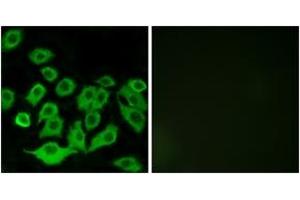 Immunofluorescence (IF) image for anti-Ribosomal Protein L36 (RPL36) (AA 51-100) antibody (ABIN2890077) (RPL36 anticorps  (AA 51-100))