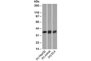 Testing of human/mouse samples with GAPDH antibody at 0. (GAPDH anticorps  (C-Term))