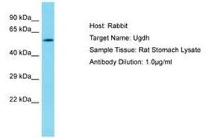 Image no. 1 for anti-UDP-Glucose 6-Dehydrogenase (UGDH) (AA 337-386) antibody (ABIN6750456) (UGDH anticorps  (AA 337-386))