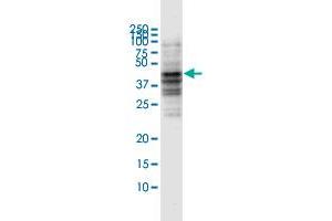 Western Blot detection against Immunogen (53. (CD80 anticorps  (AA 1-288))