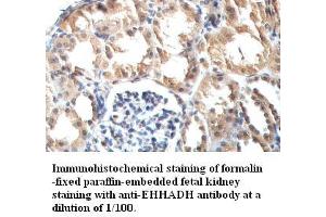 Image no. 1 for anti-Enoyl-CoA, Hydratase/3-Hydroxyacyl CoA Dehydrogenase (EHHADH) antibody (ABIN791209) (EHHADH anticorps)