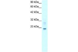 Claudin 9 antibody used at 2 ug/ml to detect target protein. (Claudin 9 anticorps  (C-Term))
