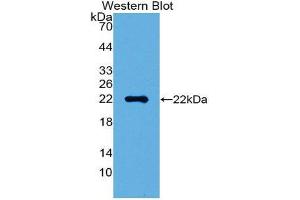 Western Blotting (WB) image for anti-High Mobility Group Box 1 (HMGB1) (AA 9-163) antibody (ABIN1859178) (HMGB1 anticorps  (AA 9-163))