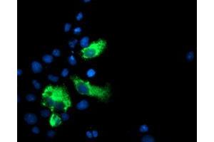 Immunofluorescence (IF) image for anti-Lectin, Galactoside-Binding, Soluble, 3 Binding Protein (LGALS3BP) (AA 19-300) antibody (ABIN1491078) (LGALS3BP anticorps  (AA 19-300))
