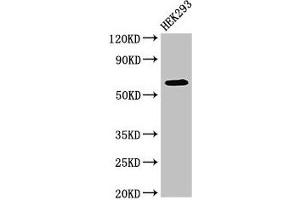 Western Blot Positive WB detected in: HEK293 whole cell lysate All lanes: DEPDC1B antibody at 4 μg/mL Secondary Goat polyclonal to rabbit IgG at 1/50000 dilution Predicted band size: 62, 55 kDa Observed band size: 62 kDa (DEPDC1B anticorps  (AA 343-529))