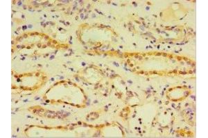 Immunohistochemistry of paraffin-embedded human kidney tissue using ABIN7148440 at dilution of 1:100