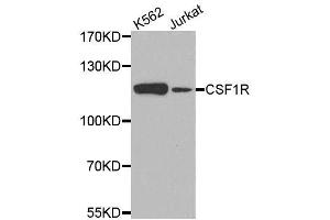 Western blot analysis of extracts of various cell lines, using CSF1R antibody. (CSF1R anticorps)