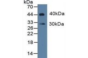 Figure. (IDO anticorps  (AA 2-403))