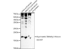 Western blot analysis of extracts of various cell lines, using Asymmetric DiMethyl-Histone H3-R17 antibody (ABIN3023282, ABIN3023283, ABIN3023284 and ABIN6219538) at 1:1000 dilution.