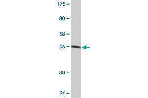 Western Blot detection against Immunogen (48. (FAM3C anticorps  (AA 25-227))