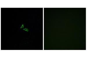 Immunofluorescence analysis of A549 cells, using EDG7 antibody. (LPAR3 anticorps  (C-Term))