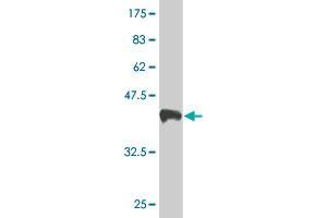 Western Blot detection against Immunogen (38.