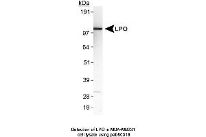 Image no. 1 for anti-Lactoperoxidase (LPO) (AA 300-400) antibody (ABIN363627) (LPO anticorps  (AA 300-400))