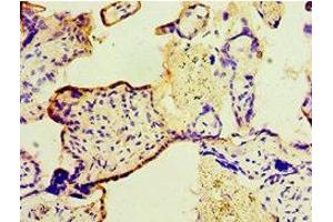 Immunohistochemistry of paraffin-embedded human placenta tissue using ABIN7166414 at dilution of 1:100 (Transglutaminase 2 anticorps  (AA 438-687))