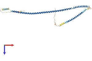 AlphaFold protein structure predicition of Mouse Recombinant Syce1 Protein, UniprotID Q9D495