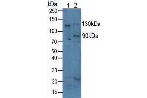 Figure. (CD51 anticorps  (AA 71-322))