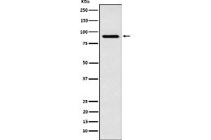 Western blot analysis of RSK4 expression in SH-SY5Y cell lysate.