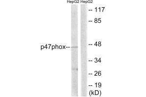 Western blot analysis of extracts from HepG2 cells, treated with TNF (20 ng/mL, 5 mins), using p47 phox (Ab-345) antibody. (NCF1 anticorps  (Ser345))