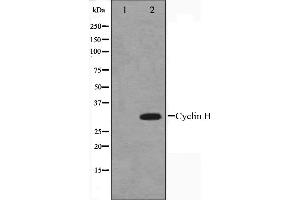 Western blot analysis on HeLa cell lysate using Cyclin H Antibody. (Cyclin H anticorps  (C-Term))