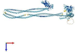 AlphaFold protein structure predicition of Human Recombinant SMC3 Protein, UniprotID Q9UQE7