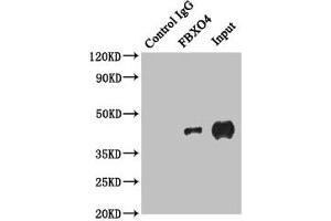 Immunoprecipitating FBXO4 in HepG2 whole cell lysate Lane 1: Rabbit control IgG instead of (1 μg) instead of ABIN7152437 in HepG2 whole cell lysate.