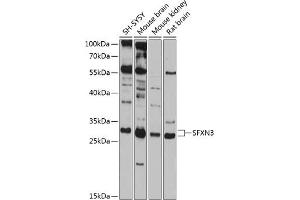 Western blot analysis of extracts of various cell lines, using SFXN3 antibody  at 1:1000 dilution.
