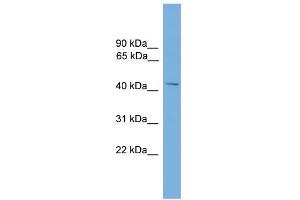 WB Suggested Anti-MMP3 Antibody Titration:  0. (MMP3 anticorps  (Middle Region))