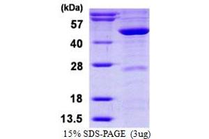 SDS-PAGE (SDS) image for Mevalonate (Diphospho) Decarboxylase (MVD) (AA 1-400) protein (His tag) (ABIN668000) (MVD Protein (AA 1-400) (His tag))