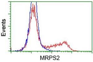 Image no. 4 for anti-Mitochondrial Ribosomal Protein S2 (MRPS2) antibody (ABIN1499562) (MRPS2 anticorps)