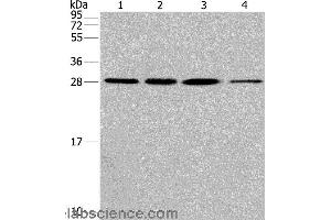 Western blot analysis of Hela cell and human fetal liver tissue, A549 and 293T cell, using ERP29 Polyclonal Antibody at dilution of 1:200 (ERP29 anticorps)