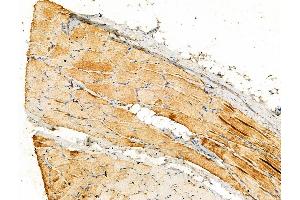 Phospho-OTUB1 (Ser16) Antibody at 1/100 staining Rat skin tissue by IHC-P.