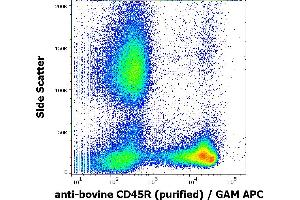 Flow cytometry surface staining pattern of bovine peripheral whole blood stained using anti-bovine CD45R (IVA103) purified antibody (concentration in sample 0,1 μg/mL) GAM APC.