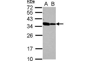 Western Blotting (WB) image for anti-RNA Binding Motif Protein 11 (RBM11) (AA 69-281) antibody (ABIN1500634) (RBM11 anticorps  (AA 69-281))