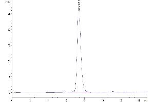 The purity of Human IL-7R alpha is greater than 95 % as determined by SEC-HPLC.
