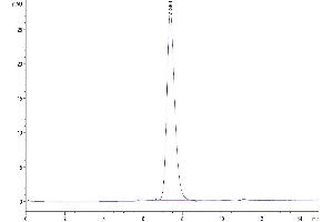 The purity of Human IL-7R alpha is greater than 95 % as determined by SEC-HPLC. (IL7R Protein (His tag))